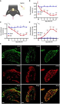 Protein Tyrosine Phosphatase Receptor Type D Regulates Neuropathic Pain After Nerve Injury via the STING-IFN-I Pathway